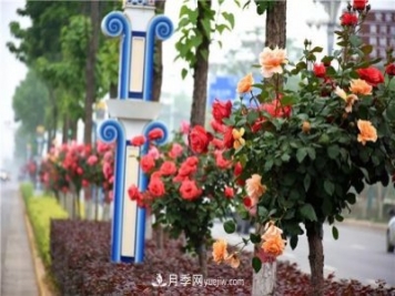 河北北京天津樹(shù)狀月季成風(fēng)景線，四季應(yīng)該怎么養(yǎng)護(hù)？