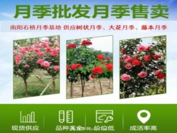 大花月季批發(fā)，樹(shù)狀月季批發(fā)，中國(guó)月季之鄉(xiāng)價(jià)格就是香！