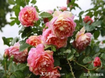 河南省各市市花，洛陽(yáng)牡丹最出名，月季最受歡迎