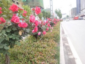 山西運(yùn)城：月季花街，賞花要讓花入你眼中來