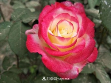 香水月季的栽培方法有哪些？