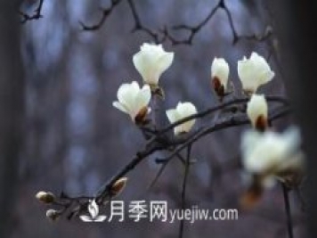 南召白玉蘭，廣玉蘭，紫玉蘭有什么區(qū)別，種植方法有哪些？