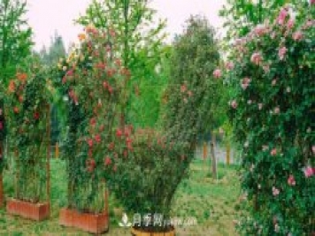 淮安市花月季為什么這樣“紅”？