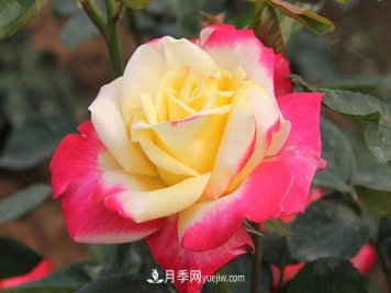 大花月季，大花月季批發(fā)基地