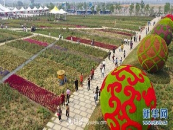 回顧記錄，中國月季展覽會花開阜陽