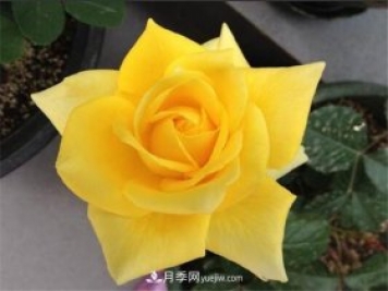 5種高顏值黃色系月季，漂亮又好養(yǎng)