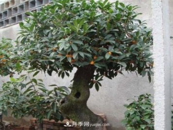 南陽(yáng)四季桂栽培五要點(diǎn)
