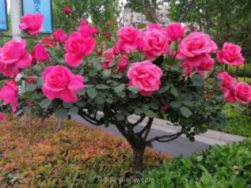 河南樹(shù)狀月季種植對(duì)環(huán)境有什么要求？