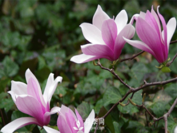 如何管理盆栽紫玉蘭小苗？