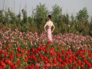 洛陽紫桂園月季農(nóng)場，置身月季花海，感受花開浪漫