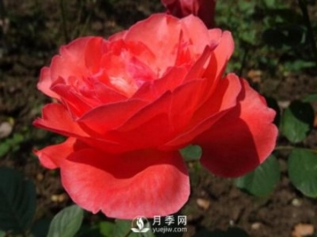 月季花扦插后如何管理？