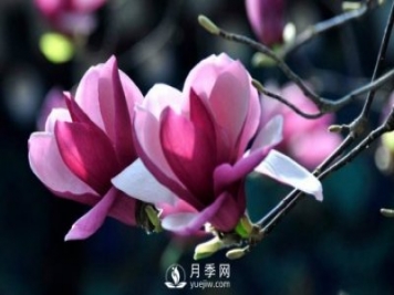 二喬玉蘭根腐病病害怎樣防治？
