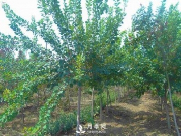黃櫨種植基地是怎樣防治黃櫨黃萎病病害的？