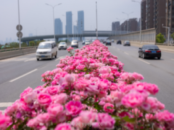 同賞一束花，共沐月季香，看南陽(yáng)月季如何變?yōu)槲錆h“街花”