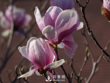 紫玉蘭種植休眠時(shí)要留意什么？