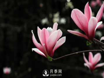 紅玉蘭，紫玉蘭，廣玉蘭嫁接培育主要注意一下四點(diǎn)：