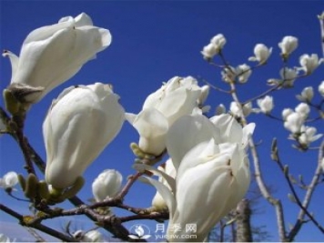 綠化苗木里的白玉蘭和廣玉蘭要怎樣分辨？
