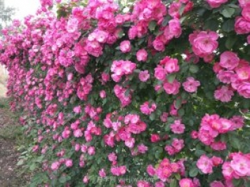 推薦3種爬藤月季，花園里輕松打造漂亮花墻