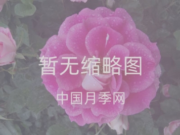 青島花卉市場(chǎng)重開(kāi)張，市民“撿漏”忙