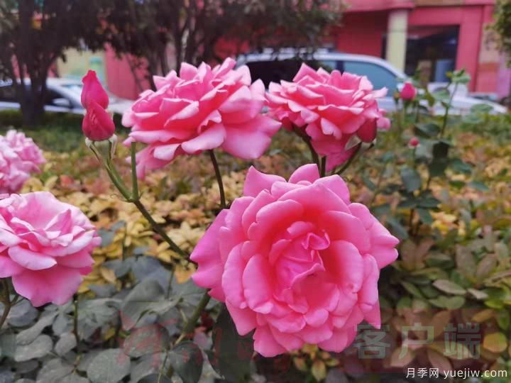 南陽(yáng)月季暢銷全國(guó)，美麗經(jīng)濟(jì)再綻芳華(圖2)