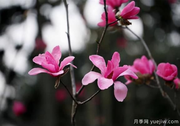 紅花玉蘭的種植、生長習性及栽培管理技術(shù)(圖1)