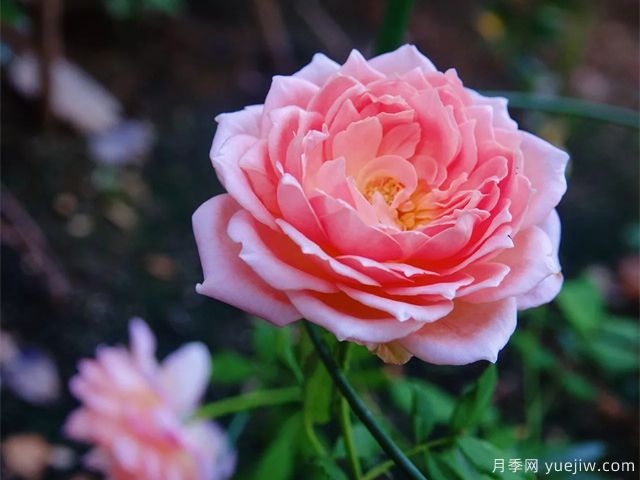 銀禧慶典月季復(fù)花超快，口碑極佳(圖1)