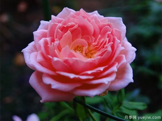 銀禧慶典月季復(fù)花超快，口碑極佳(圖2)
