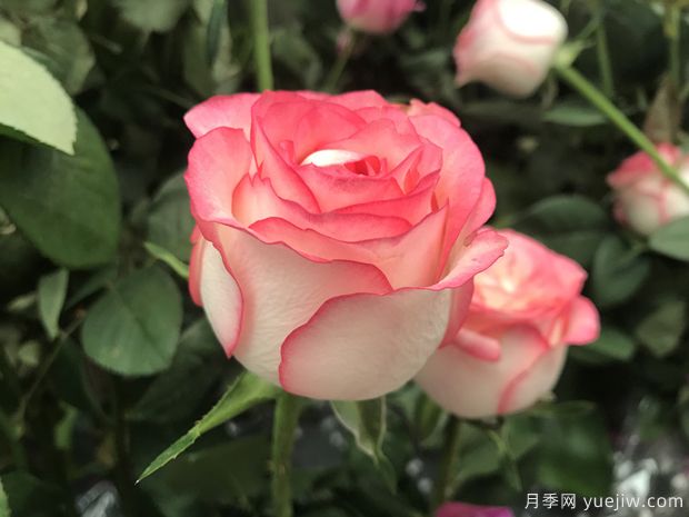 昆明斗南市場熱銷的十大切花玫瑰有哪些？(圖6)