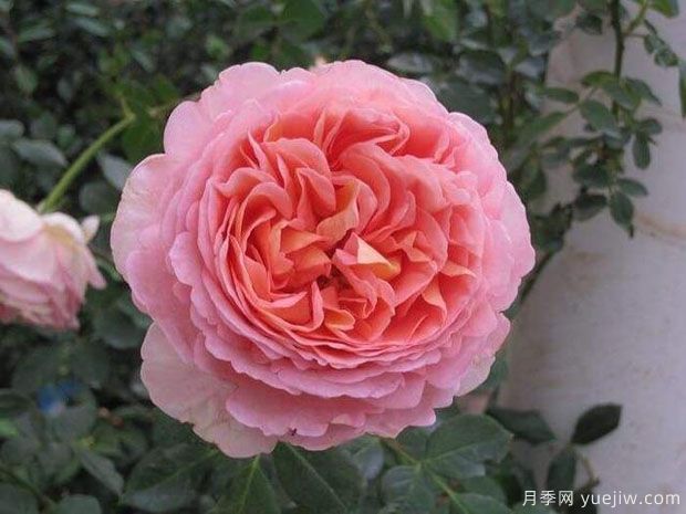 100種月季玫瑰品種圖鑒大全，你認(rèn)識有沒有超過10個？(圖5)