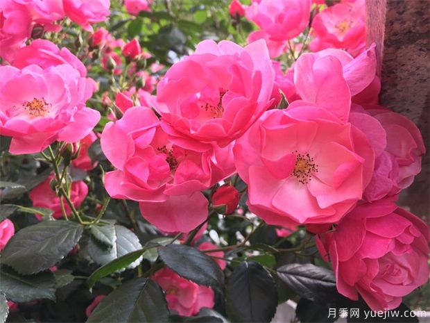 推薦88個(gè)最美月季品種，讓花友美到心醉，陶醉其中(圖18)