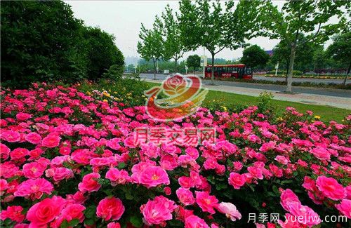 城市內(nèi)建設(shè)“月季大道”竟這么流行！(圖3)