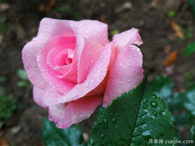盆景不懂澆水？嚴(yán)重脫水的盆景應(yīng)該如何急救？(圖1)