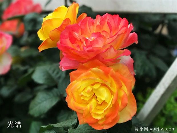 有花友種了38個月季花品種，來看看(圖1)