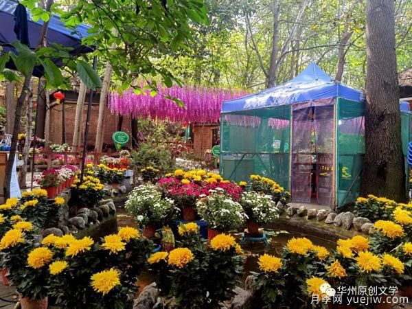 渭南華州南山下數(shù)萬(wàn)盆菊花爭(zhēng)奇斗艷，國(guó)慶節(jié)美不勝收(圖2)
