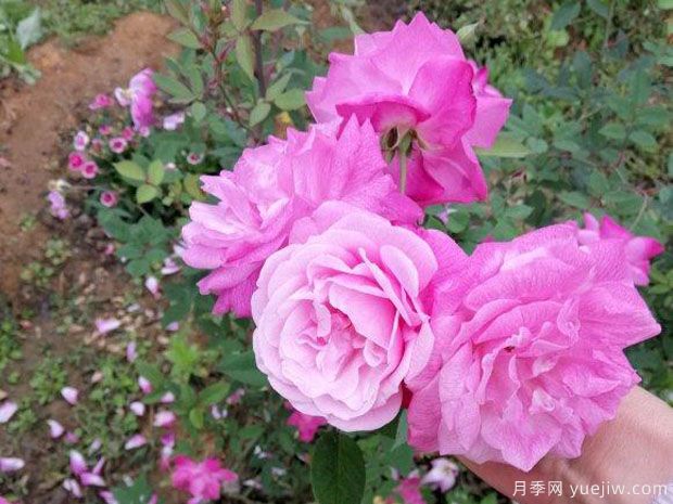 中國10大古老月季品種有哪些？花美花期長(圖2)