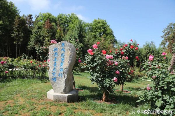 月季與美麗鄉(xiāng)村：保山騰沖老寨子，花在我眼前盛開(圖1)