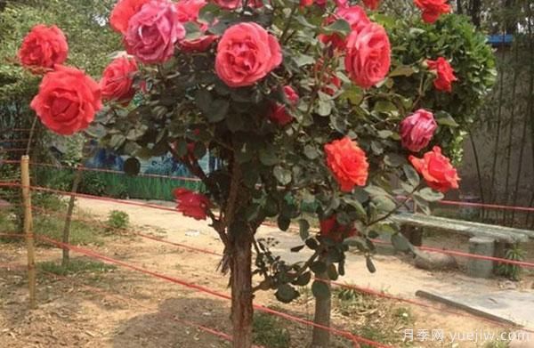 樹(shù)狀月季，是如何長(zhǎng)成一棵五顏六色的月季花樹(shù)呢(圖1)
