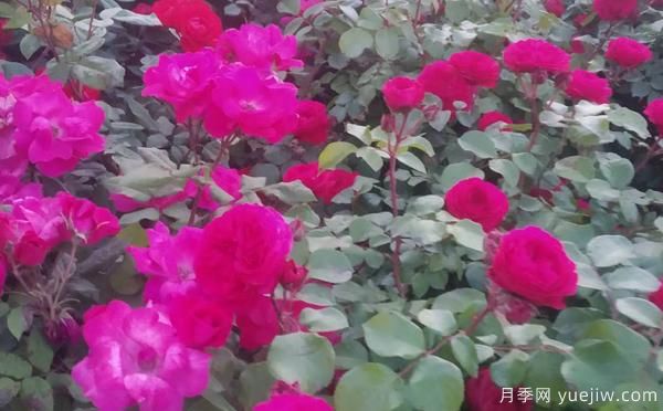景區(qū)樹狀月季樹的品種，具備的特點(圖1)