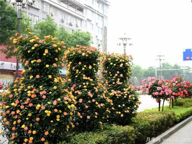 園林綠化工程中月季設(shè)計原則(圖1)
