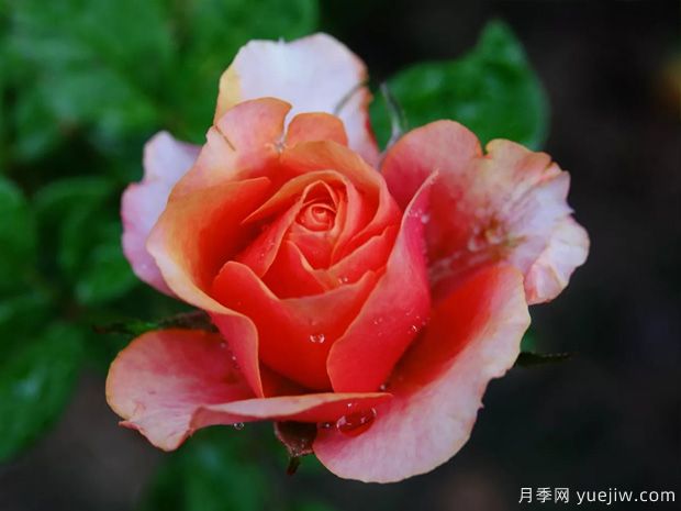 色彩艷麗斑斕的大花微月，永遠(yuǎn)的艾帕索(圖1)