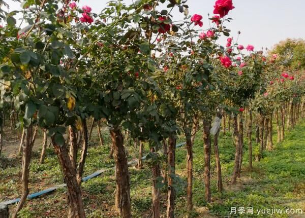 怎樣提高月季花的抵抗力？(圖1)