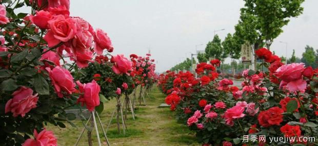 夏季月季花殘花修剪后怎樣管理？(圖1)
