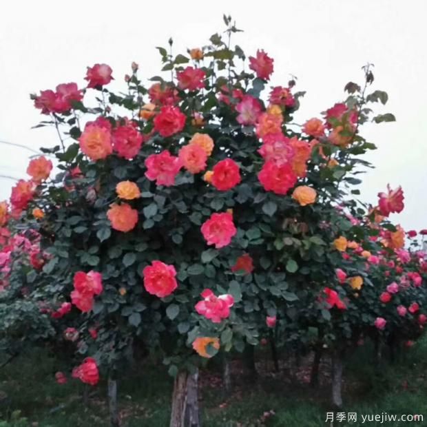 垂頭的月季花朵是品種決定的嗎？快來(lái)看看真想把(圖1)