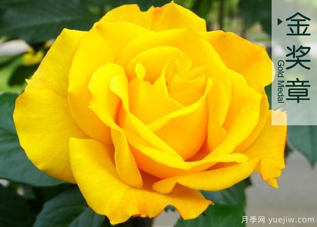 有沒有辦法能有效幫助月季免遭紅蜘蛛毒手呢？(圖1)
