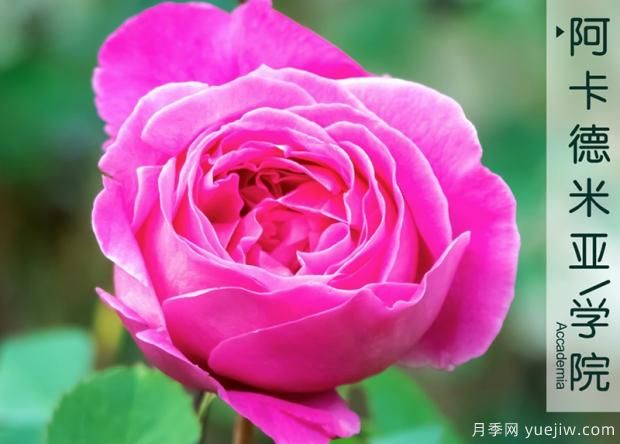 頗受大眾喜愛的月季花有哪些是讓人頭疼的難養(yǎng)品種呢？(圖1)