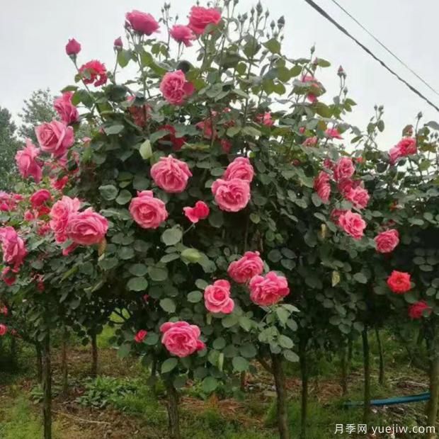 超級好看的樹狀月季你了解多少？(圖2)