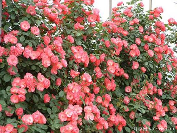 夏季也能觀賞的月季花，推薦4個(gè)耐熱月季(圖1)
