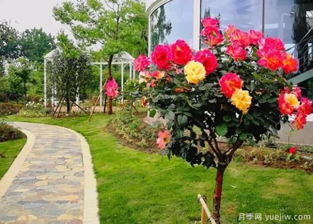 樹狀月季嫁接過程中需要注意什么事項？南陽月季基地告訴你(圖1)