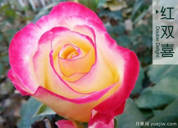 大花月季和豐花月季哪個(gè)更漂亮？二者有什么區(qū)別？(圖1)
