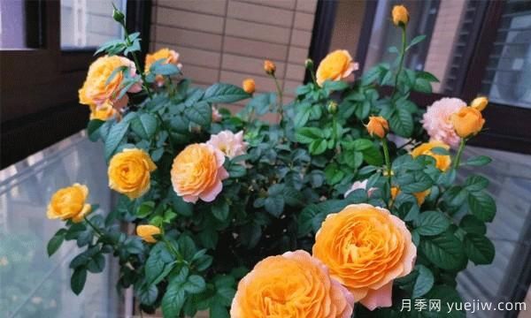 綠植盆栽是家居生活的必備點綴物，藤本月季為你家的陽臺流光溢彩(圖1)